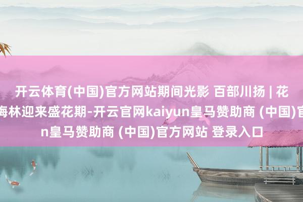 开云体育(中国)官方网站期间光影 百部川扬 | 花开平武 平通印象梅林迎来盛花期-开云官网kaiyun皇马赞助商 (中国)官方网站 登录入口